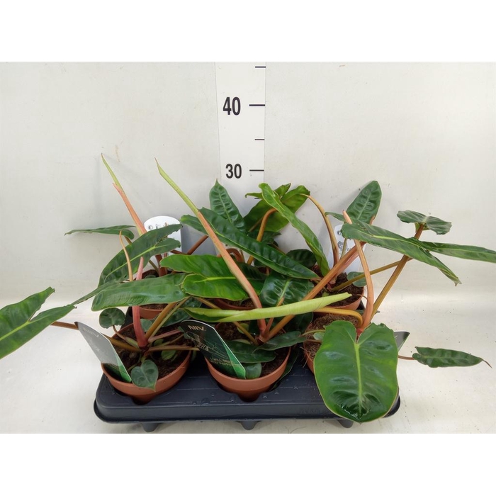 <h4>Philodendron billietiae</h4>