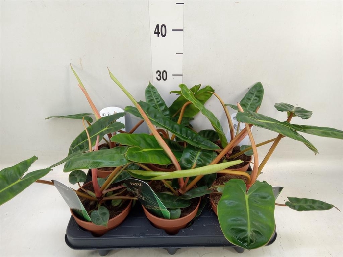 Philodendron billietiae