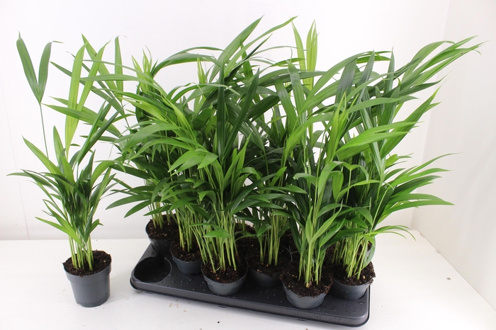<h4>DYPSIS LUTESCENS</h4>