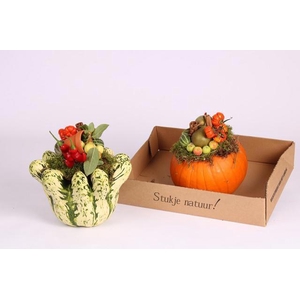 CUCURBITA