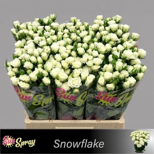 R TR SNOWFLAKE