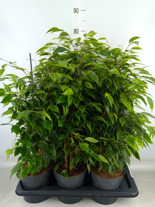 <h4>Ficus benja. 'Anastasia'</h4>