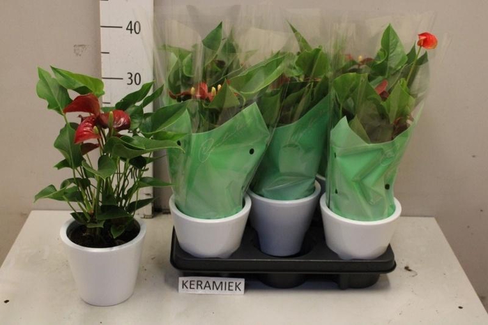 <h4>ARR ANTHURIUM</h4>