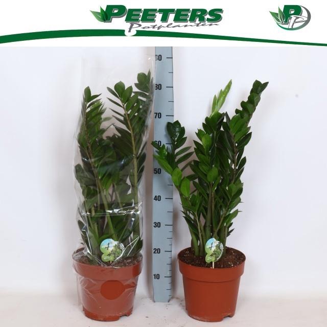 <h4>ZAMIO ZAMIIFOLIA</h4>