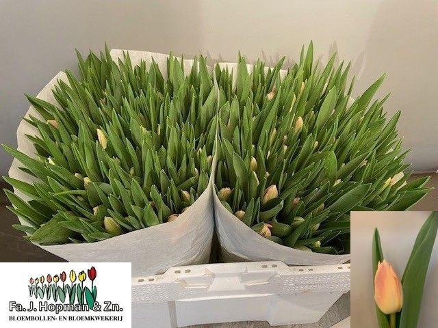 <h4>TU EN CHICA DURA</h4>