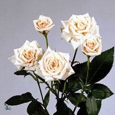 <h4>Rosa spray garden pink majolica</h4>