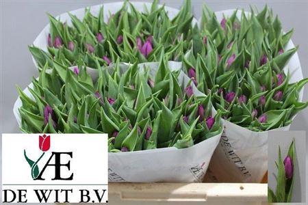 <h4>Tu En Purple Prince</h4>