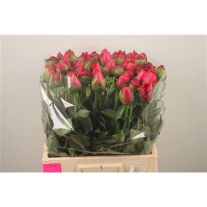 Paeo L Com Performance