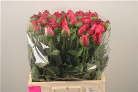 <h4>Paeo L Com Performance</h4>