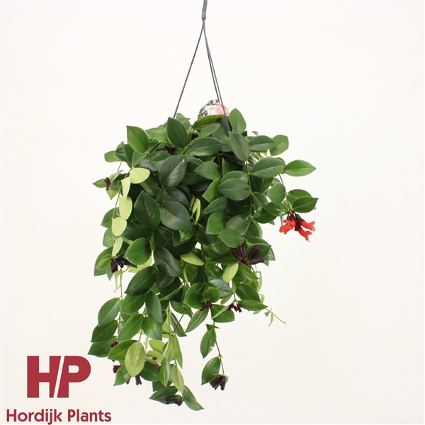 <h4>Aeschynanthus 'Mona Lisa'; bloeiend</h4>