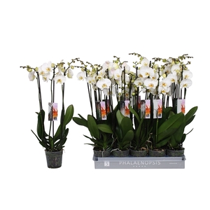 Phalaenopsis color white, 3-spike 18+