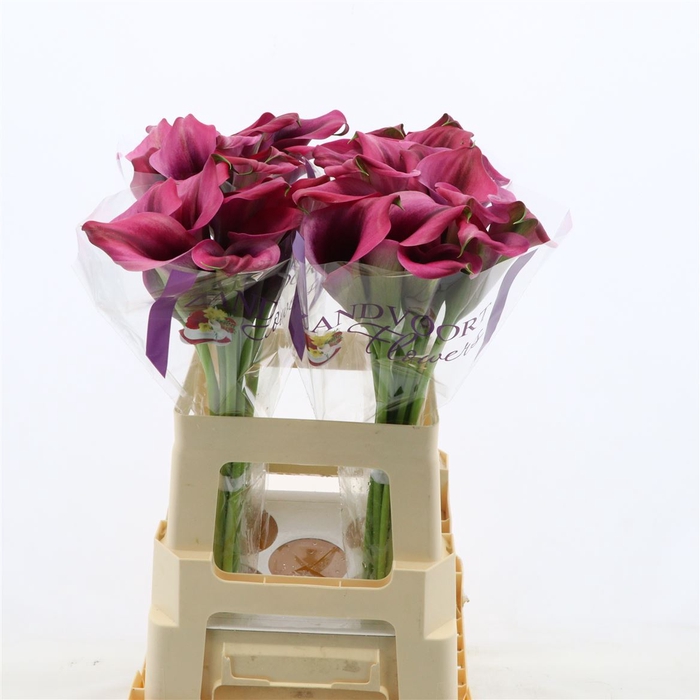 <h4>Calla Dior</h4>