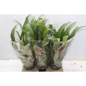 GUZMANIA VERMELHA P12