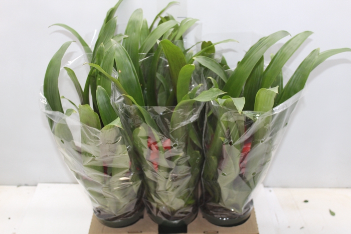 <h4>GUZMANIA VERMELHA P12</h4>