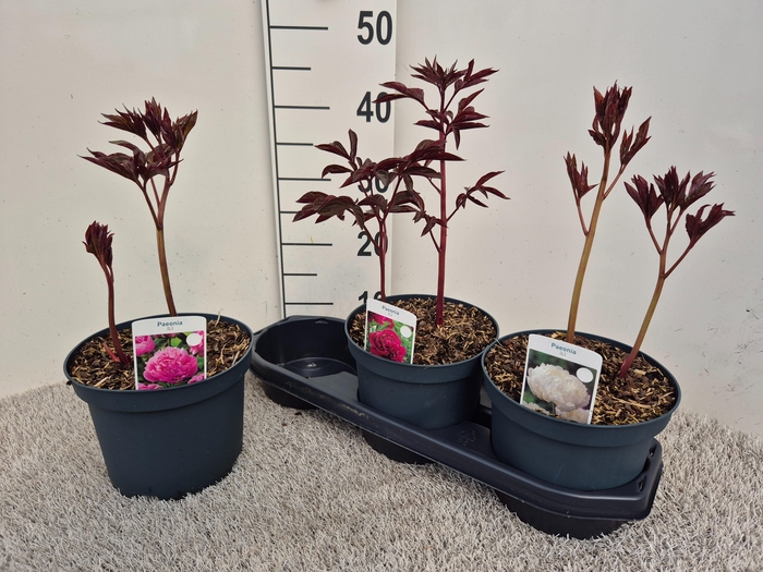 <h4>PAEONIA L GEM</h4>