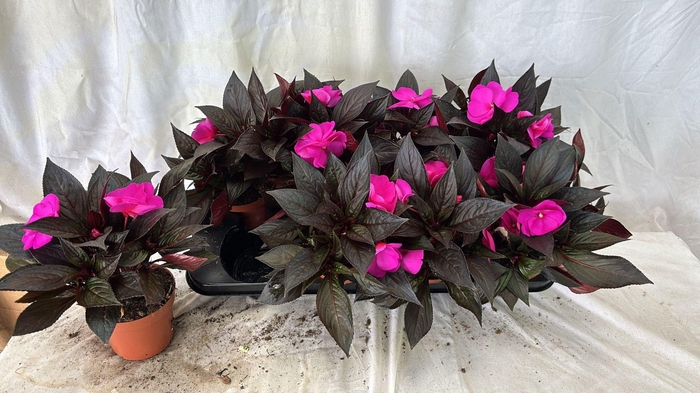 <h4>IMPAT NG OV</h4>