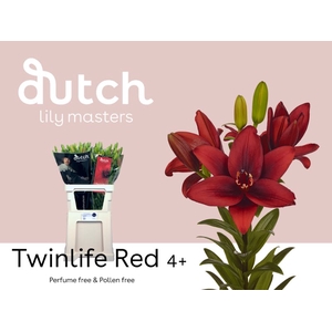 Li La Twinlife Red 4+ Lily Master