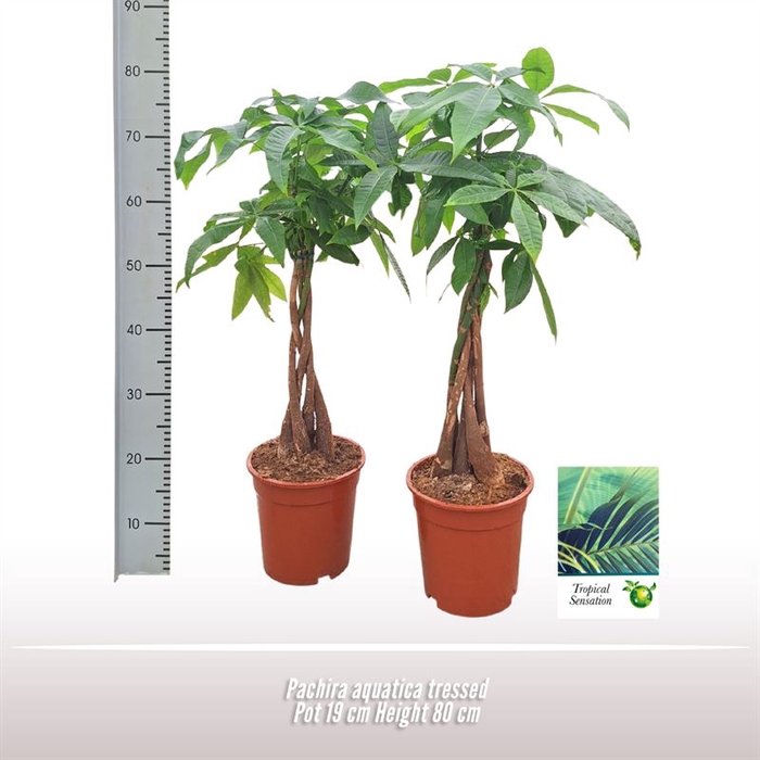 <h4>Pachira aquatica gevlochten</h4>