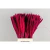 Df Pampas Silvy Cerise