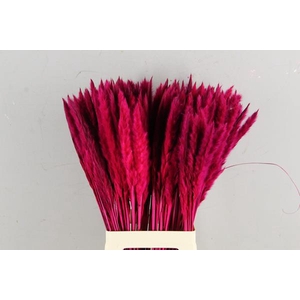 Df Pampas Silvy Cerise