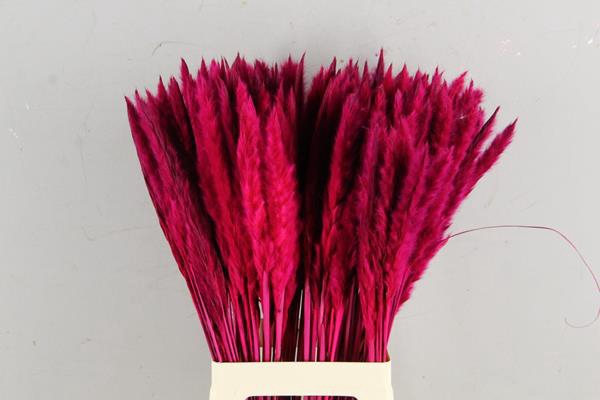 <h4>Df Pampas Silvy Cerise</h4>