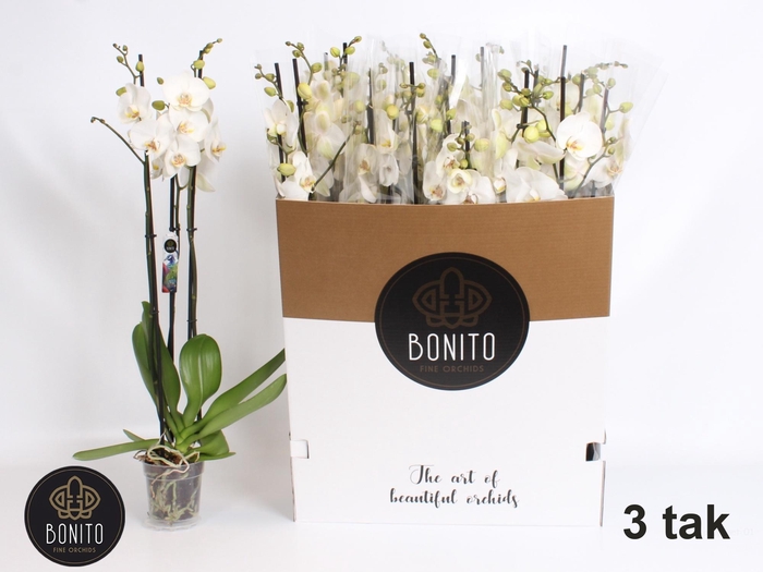 <h4>PHAL SILHOUETTE</h4>