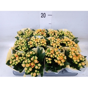 Kalanchoe  'MoreFlow Lausanne'