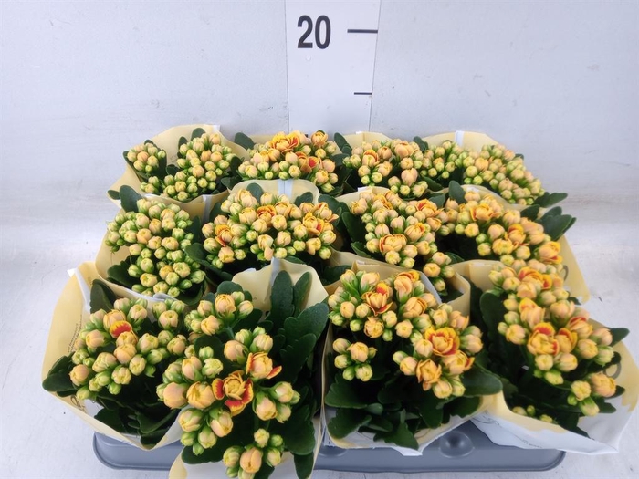<h4>Kalanchoe 'MoreFlow Lausanne'</h4>