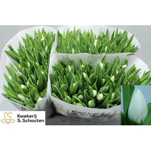 Tulipa si royal virgin