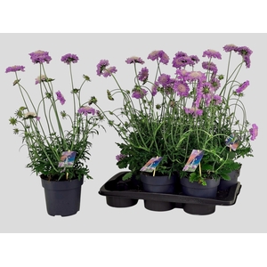 SCAB CO BUTTERFLY BL