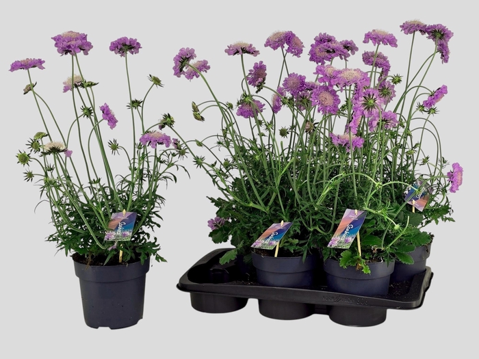 <h4>SCAB CO BUTTERFLY BL</h4>