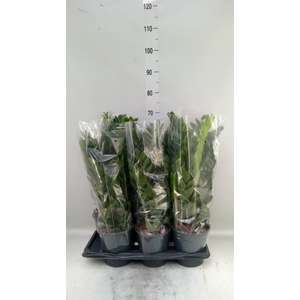 Zamioculcas zamiifolia