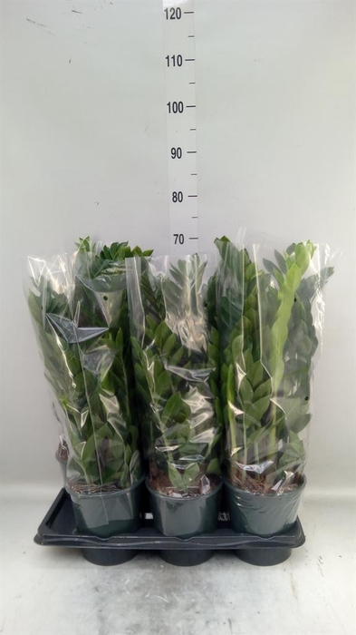 <h4>Zamioculcas zamiifolia</h4>