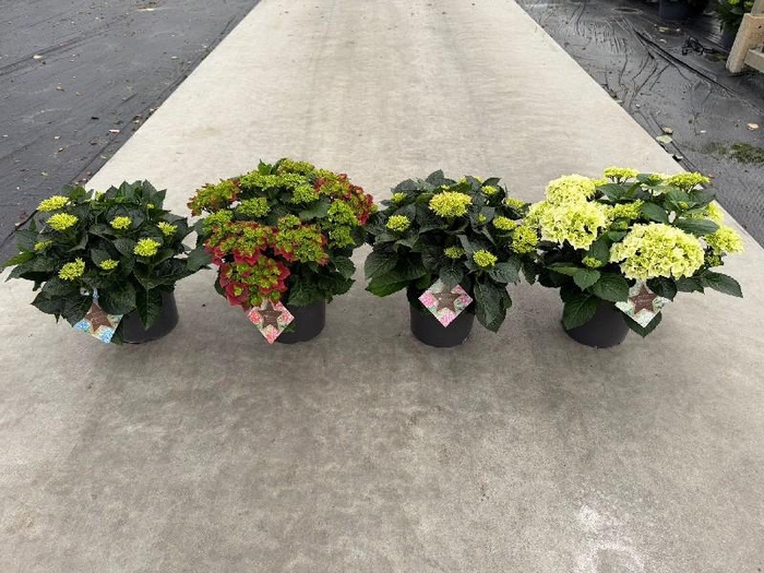 <h4>Hydrangea Macrophylla gemengd 12+</h4>