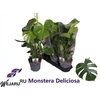 arr8 Monstera Deliciosa