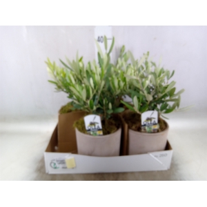 Arr.   Tuinplanten H%