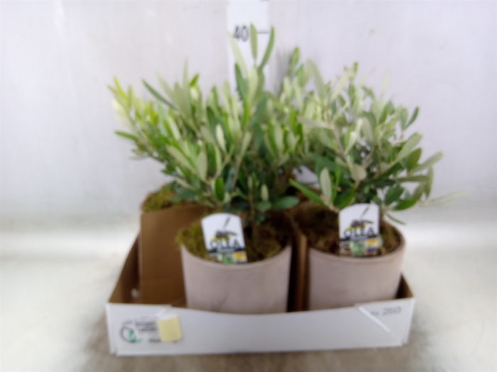 <h4>Arr.   Tuinplanten H%</h4>