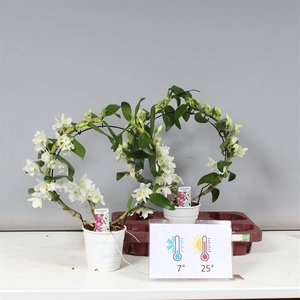 !! PROMO !! DENDROBIUM APOLLON MIRROR