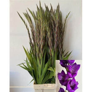 Glad Gr Purple Flora