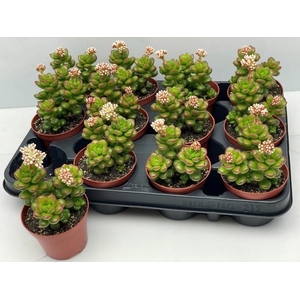 SEDUM OVERIG