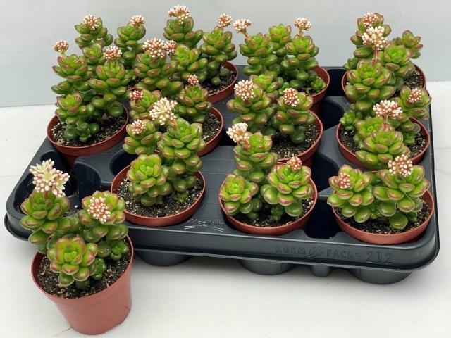 <h4>SEDUM OVERIG</h4>