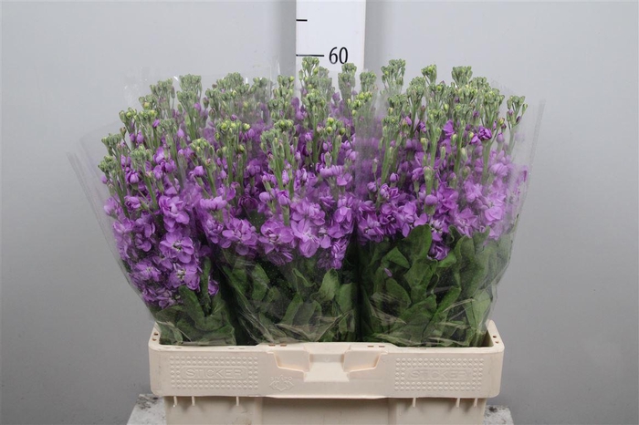 <h4>Matth Milla Lavender</h4>