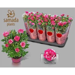 Rosa Tunesie Twin Colour Star 12Ø 30cm