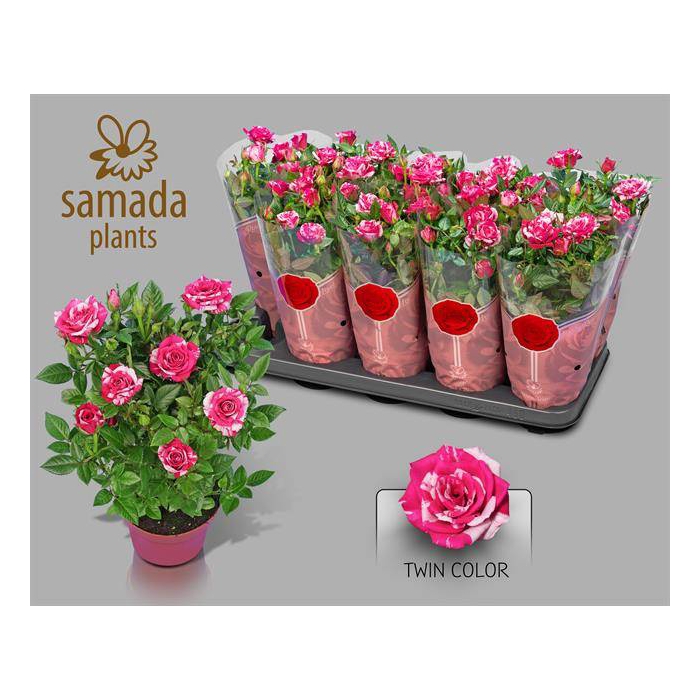<h4>Rosa Tunesie Twin Colour Star 12Ø 30cm</h4>