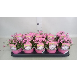 Rhodohypoxis baurii