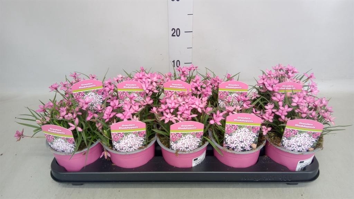 <h4>Rhodohypoxis baurii</h4>