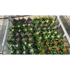 Erys Mixk 1 Kleur Per Tray