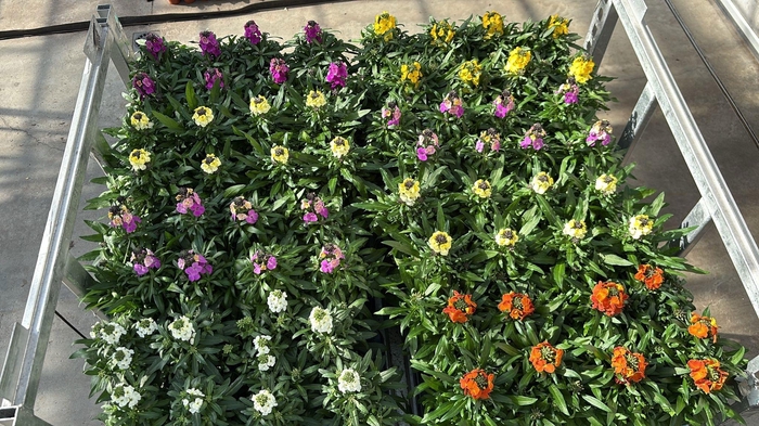 <h4>Erys Mixk 1 Kleur Per Tray</h4>