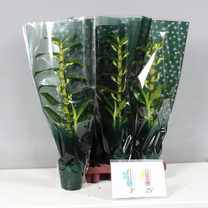 <h4>DENDR N SC APOLLON</h4>