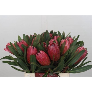 PROTEA RED ICE